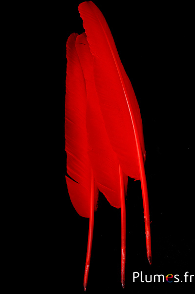 Cygne écriture - 33-36 cm - rouge